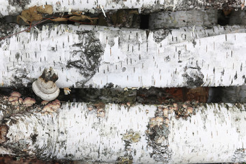 pattern of birch bark with black birch stripes on white birch bark and with wooden birch bark texture