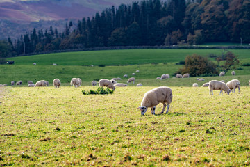 Fototapeta premium Field of white sheep in the highlands in Sky,Mountain range at sunset,Beautiful mountains landscape view,England , United of kingdom,UK