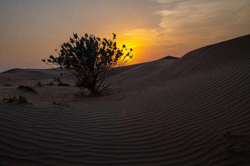 sunset in the desert, a bush silhouette surrounded by sand and dunes 