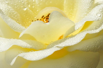 Beautiful cream rose  wth water drops close up texture background.
