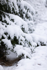 Fototapeta na wymiar Fir branches covered with snow. Winter forest