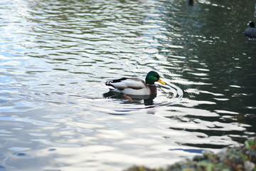 duck in the water