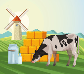 farming cow eating grass hay bales and windmill field