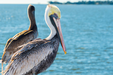 Portrait of an adult Brown Pelican (Pelecanus occidentalis).