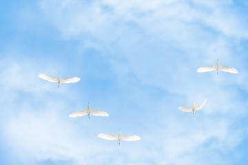 Flock of white cranes in the blue cloudy sky