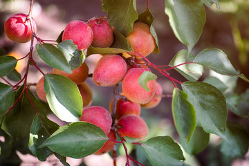 Organic ripe apricots grows on the tree.