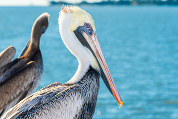 Portrait of an adult Brown Pelican (Pelecanus occidentalis).