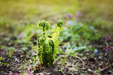 Fern sprouts growing on the forest ground in sping. Springtime is coming