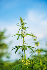 A branch of hemp bush close-up. Shrub young hemp on a bright summer day. Cannabis is a standoff...