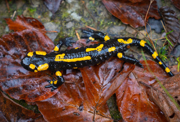 fire salamander or Salamandra salamandra