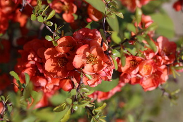 red flowers on the branches flowering chaenomeles, Red Japanese quince flowers