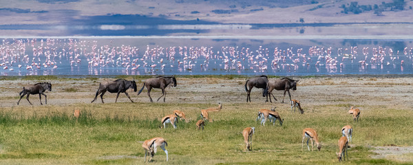 Tanzania, view of the Ngorongoro crater, beautiful landscape with different animals living together, gnus, antelopes, flamingos © Pascale Gueret