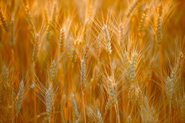 Wheat field. Ears of golden wheat close up. Beautiful Nature Sunset Landscape. Rural Scenery under Shining Sunlight. Background of ripening ears of wheat field. Rich harvest Concept. Label art design