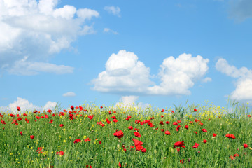 poppies flowers and white clouds on blue sky spring landscape