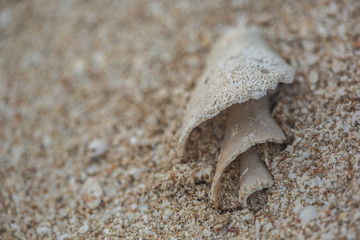 spiral shell on sand