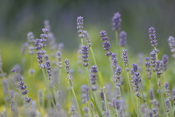 Lavendel