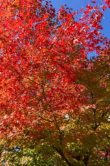 Japan autumn season maple tree fall foliage colour background texture.