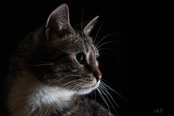 portrait of a cat