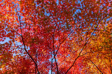 Japan autumn season maple tree fall foliage colour background texture.