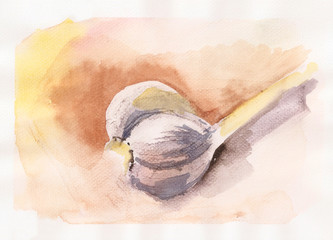 Watercolor of garlic