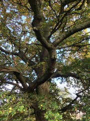 oak tree up through trunk