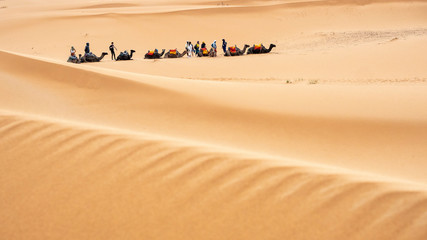 Fototapeta na wymiar grupo de camellos descansando en entre las dunas