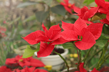 Fototapeta premium Red flower houseplant in the house is a bright flower
