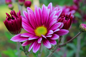 Gorgeous colorful pink flower - Background.