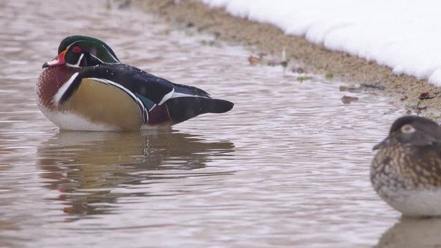 Wood duck pair on shoreline as it snows in winter as they sit in the shallow water.