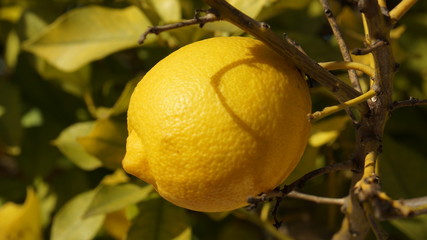 Lemon tree in Algarve countryside