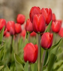 Many red tulips in the flowerbed.