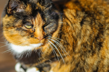 Healthy satisfied golden and black cat warming itself on the sun, closeup