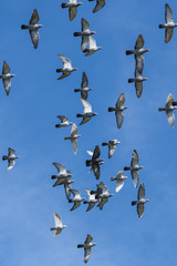 Flock of birds on blue sky background