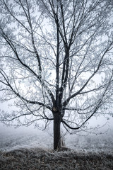 Beatiful leafless tree covered by white frost on the white hazy background