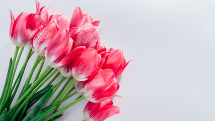 Bouquet of fresh pink tulips on white background. Flowers for Valentines day as present. Space. Banner