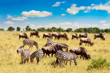 African landscape. Zebra and wildebeests grazing in a grass of african savannah. Masai Mara national Reserve, Kenya. - obrazy, fototapety, plakaty