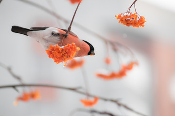 Cute colorful eurasian bullfinch eating red berries, (Pyrrhula pyrrhula)