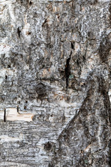 Linden Tree Bark Texture Close Up