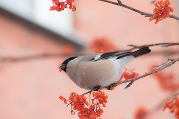 Cute colorful eurasian bullfinch eating red berries, (Pyrrhula pyrrhula)