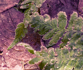 Zielone liście paproci pokryte szronem na tle pożółkłych liści