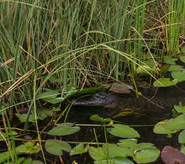 baby alligator swimming in the everglades.