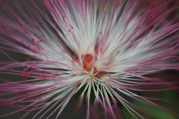 Macro Flowers