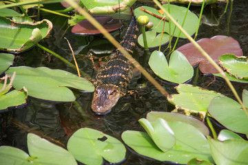 small alligator swimming in everglades.jpg