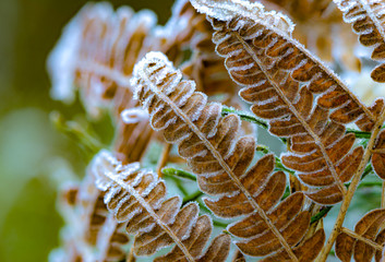 Pożółkłe liście paproci pokryte szeronem i kryształkami lodu