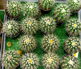 decorative small cacti in pots top view, indoor flowers for sale