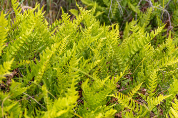 vegetation closeup at Spiekeroog