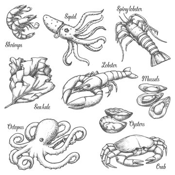 Set of isolated underwater seafood sketches