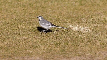Small gray wagtail is run