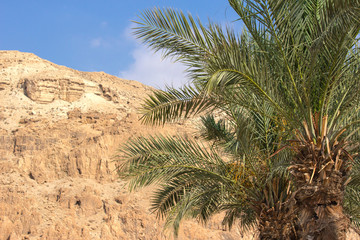 Fototapeta na wymiar Palm tree at the Dead Sea 