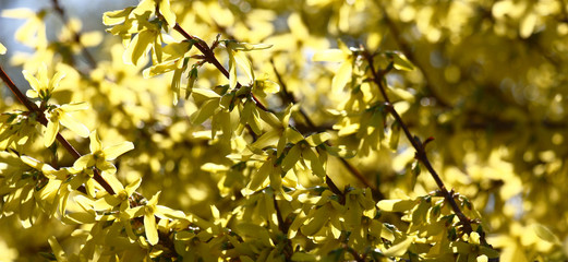 The continuous carpet not of large yellow flowers of a forsythia does this bush in the spring...